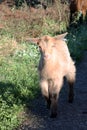 White baby goat looking at the photocamera Royalty Free Stock Photo