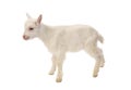 White baby goat isolated Royalty Free Stock Photo