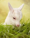 White baby goat in a meadow Royalty Free Stock Photo