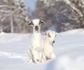 White baby goats in winter