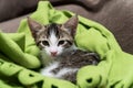 Baby kitty on a green blanket