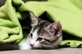 Baby kitty on a green blanket