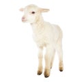 White baby lamb