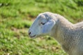 White Baby Lamb Headshot in a field Royalty Free Stock Photo