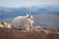 White Baby Mountain goat Royalty Free Stock Photo