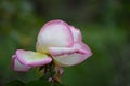 White and baby pink bush rose at the garden Royalty Free Stock Photo