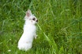 White baby rabbit with brown spots eats green grass on a meadow Royalty Free Stock Photo