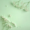 White baby\'s breath flowers scattered on a solid light green background with copy space Royalty Free Stock Photo