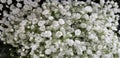 Spring Bloom Series - White Baby`s Breath Gypsophilia