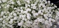 Spring Bloom Series - White Baby`s Breath Gypsophilia