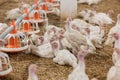 White Baby Turkeys in farm Royalty Free Stock Photo