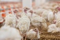 White Baby Turkeys in farm Royalty Free Stock Photo