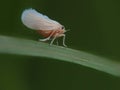 white back planthopper with the scientific name Fulgoroidea