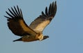 White back Vulture Royalty Free Stock Photo