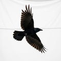 White backdrop highlights the elegance of the crow s form and Royalty Free Stock Photo