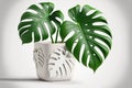 White backdrop with an isolated Monstera Delicia plant in a white platic container Royalty Free Stock Photo