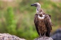 White-backed african vulture perched on unturned