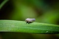 White backed plant hopper on the leaf of plant. This is the insect pest of rice crop. Used selective focus Royalty Free Stock Photo