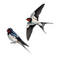 White backed swallow in flight from multicolored paints. Splash of watercolor, colored drawing, realistic