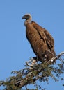 White Backed Vulture Royalty Free Stock Photo