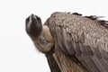 White-backed Vulture (2)