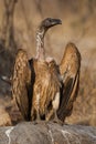 White-backed vulture