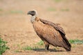 White-backed vulture