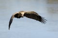 White-backed Vulture Royalty Free Stock Photo