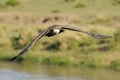 White-backed Vulture Royalty Free Stock Photo