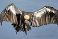 White-backed Vulture Royalty Free Stock Photo