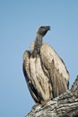 White backed vulture Royalty Free Stock Photo