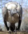 White-backed vulture Royalty Free Stock Photo