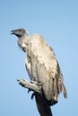 White backed vulture Royalty Free Stock Photo