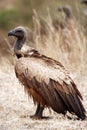 White backed Vulture Royalty Free Stock Photo