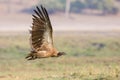 White-backed vulture in flight Royalty Free Stock Photo