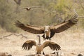 White Backed Vulture in flight, South Africa