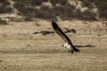 White backed Vulture in Kgalagadi transfrontier park, South Africa Royalty Free Stock Photo