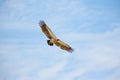 White-backed vulture Royalty Free Stock Photo