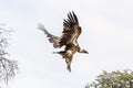 White backed Vulture in Kgalagadi transfrontier park, South Africa Royalty Free Stock Photo