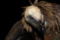 White-backed vulture (Gyps africanus)