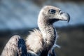 White-Backed Vulture, Gyps Africanus