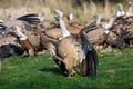 The white-backed vulture Gyps africanus fighting for the carcasses.Typical behavior of bird scavengers around carcass. A large