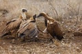 White-backed vulture Gyps africanus fighting for the carcasses.Typical behavior of bird scavengers around carcass, rare