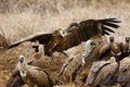 The white-backed vulture ,Gyps africanus, fighting for the carcasses.Typical behavior of bird scavengers around carcass, rare