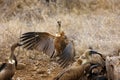 The white-backed vulture ,Gyps africanus, fighting for the carcasses.Typical behavior of bird scavengers around carcass, rare