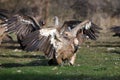 The white-backed vulture Gyps africanus fighting for the carcasses.Typical behavior of bird scavengers around carcass, rare