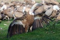 The white-backed vulture Gyps africanus fighting for the carcasses.Typical behavior of bird scavengers around carcass, rare