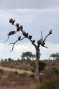 The white-backed vulture Gyps africanus flock sitting on a tree. A tree by the road full of African vultures Royalty Free Stock Photo