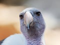 White-backed Vulture Gyps africanus - portrait