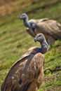 White-backed Vulture, Rhino and Lion Nature Reserve, South Afica